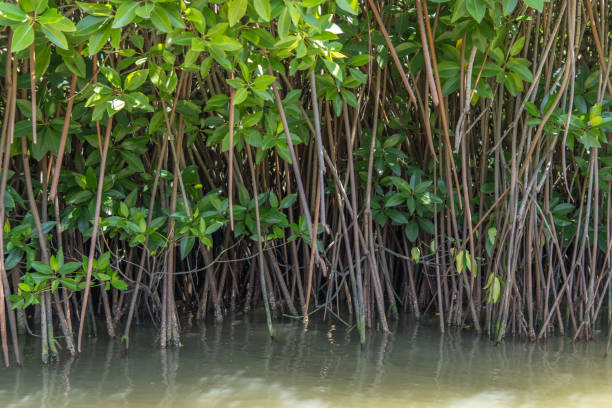 istock Aerial root system of the trees in mangrove forest 1471002146