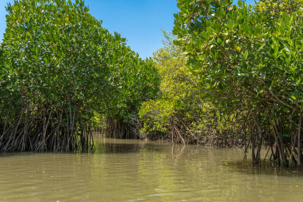 istock Narrow waterway in a dense mangrove forest. 1471002165