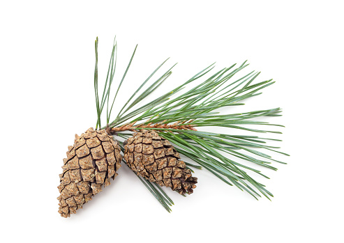 fir-cone close-up, isolated on a white background