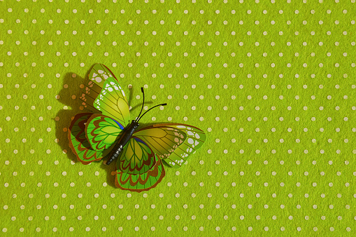 a beautiful bright butterfly on a colored abstract background with white circles. decoration