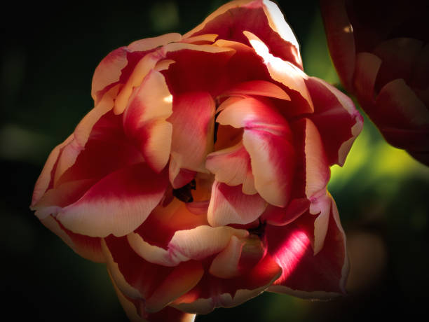 istock Close up of a tulip in spring. 1471005172