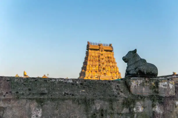 Nandhi facing the shiva temple gopuram in Chidambaram, ancient south Indian temple. Temple gopuram in the far during golden hour lighting by the sun. Natural lighting nandhi in shiva temple