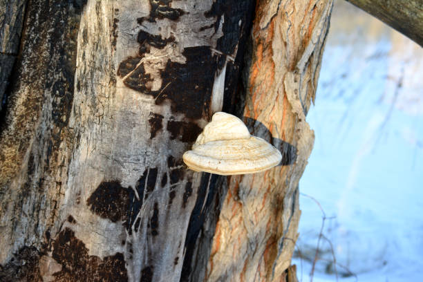 A chaga mushroom on a tree trunk isolated, close-up
