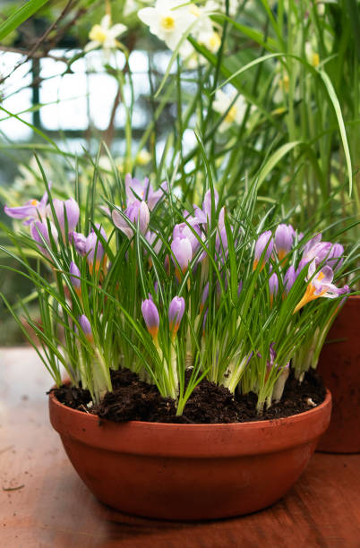 istock Crocus flowers in the pot in spring 1471006328