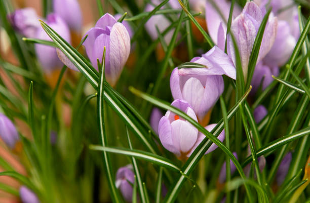 Crocus flowers in the pot in spring Crocus flowers in the pot in spring crocus tommasinianus stock pictures, royalty-free photos & images