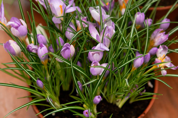 istock Crocus flowers in the pot in spring 1471006333