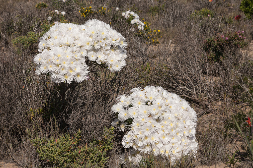 Bright white flowers of Ruschia tumidula in full bloom. Namaqua National Park. South Africa