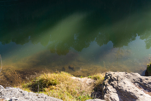 Grasses on the banks of the Fowey river at Golitha Falls reach of river near Liskeard in Cornwall.