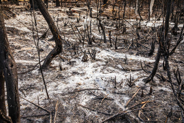 istock Aftermath of devastating bush fires ravaging a forest. Only burnt trees and ash left 1471012035
