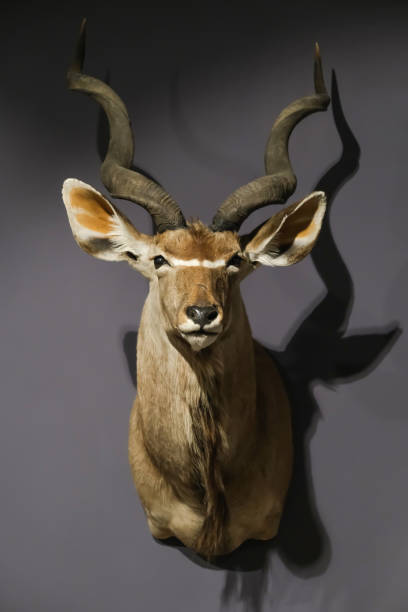 istock A stuffed antelope in a wooden frame on a gray wall. Vertical image. 1471012186
