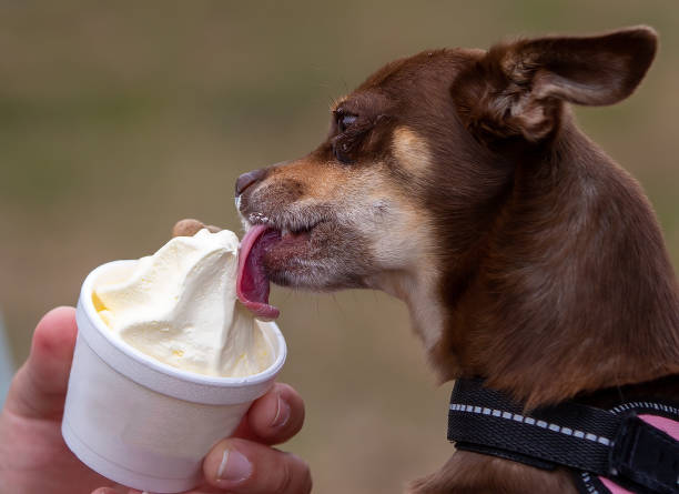 istock Chihuahua eating ice cream 1471012325