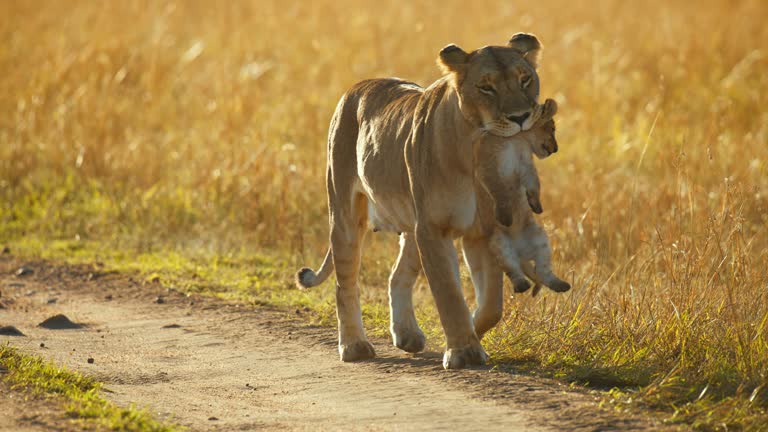 SLOW MOTION Lioness carrying cute lion cub in mouth on wildlife reserve road. Mother's love