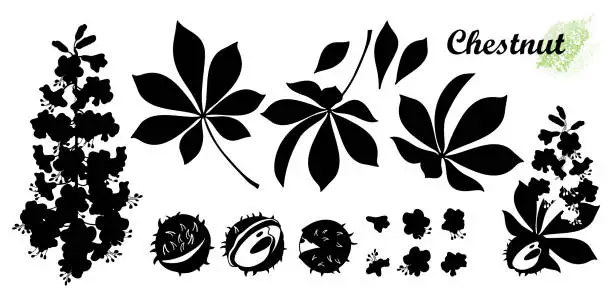 Vector illustration of Set of silhouettes Buckeye or Horse chestnut flower, seed and leaf in black isolated on white background.