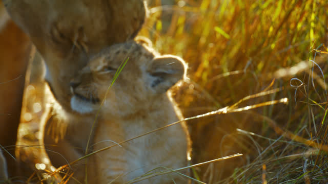 SLOW MOTION Lion cub yawning in grass on sunny wildlife reserve