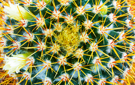 Macro cactus thorns,Close-up of thorns on cactus, background cactus with spines