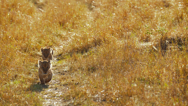 Cute lion cubs walking in sunny, golden field on nature reserve