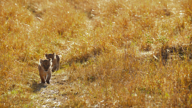 Cute lions cub following their mother in grass area