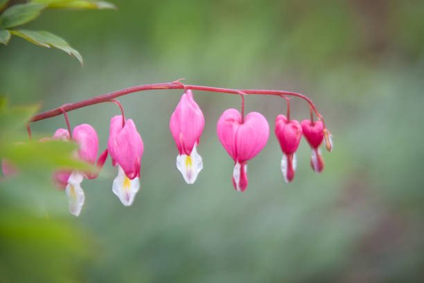istock Dicentra spectabils. Bleeding heart flower 1471021761