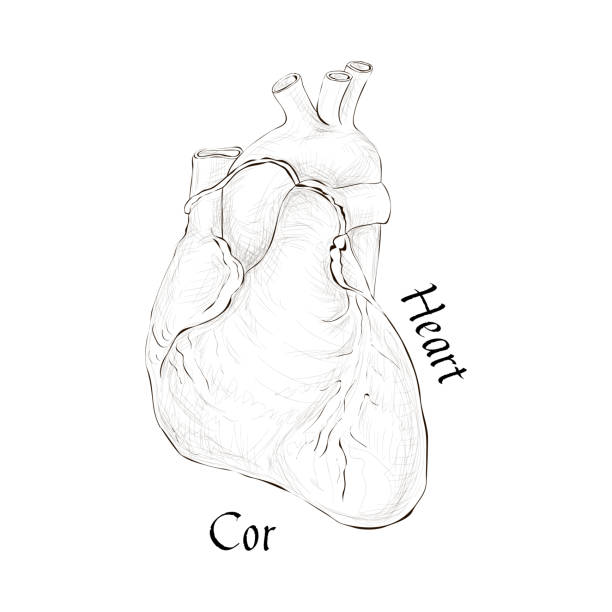 istock 1404.i031.022.S.m004.c10.human organs sketch 1471023112