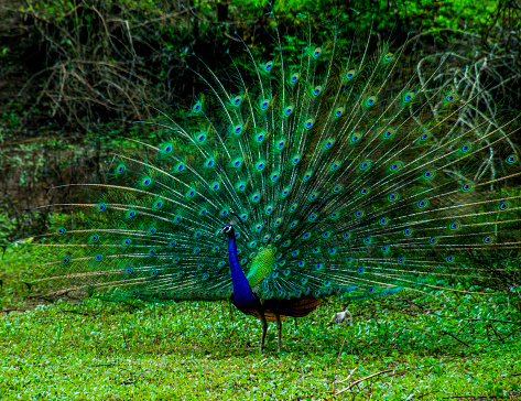 Dancing male peacock, Pavo cristatus being admired by a group of gray langur or hanuman langur, Semopithecus entellus in a bush area in Telulla close to the Yala National Park in Uva Province in Sri Lanka
