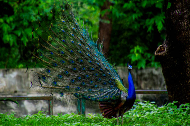 istock Various dance poses of an Indian Male Peacock 1471023883