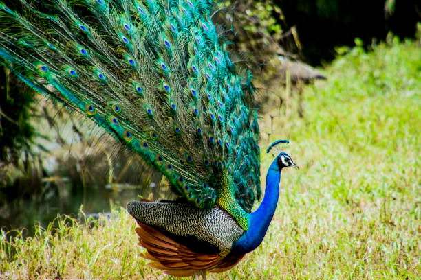istock Various dance poses of an Indian Male Peacock 1471023954