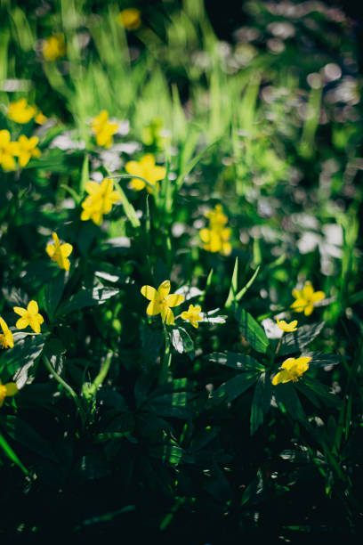 istock Green spring background with wild yellow flowers 1471025679