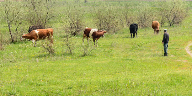 istock Red and black cows are grazing on a spring morning on a green meadow 1471025845