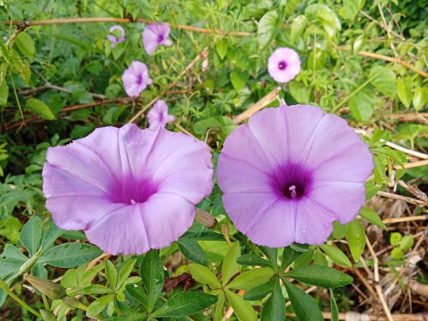 istock Ipomoea cairica or morning glory 1471025857