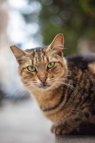 istock Stray tabby cat is looking at the camera on the street. 1471027422