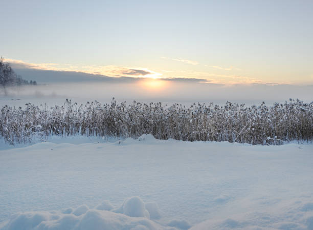 sunset over the winter lake, snow-covered reeds