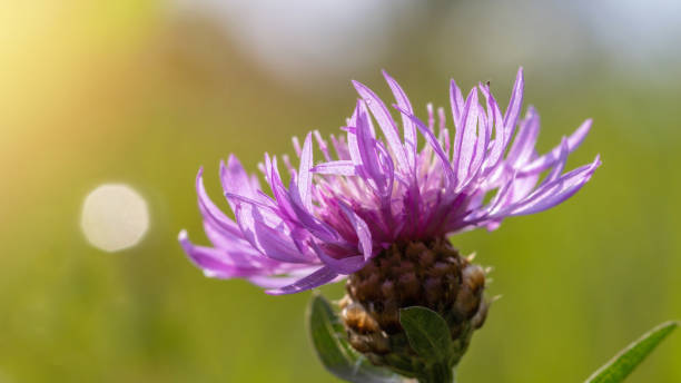 коричневый кустарник (centaurea jacea) дикий цветок в природе - meadow single flower bud cornflower стоковые фото и изображения