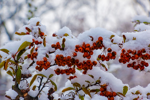 Newly fallen snow covering rose bushes and tree branches.