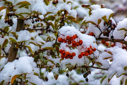 Pyracantha coccinea Firethorn under the snow. Garden in winter.