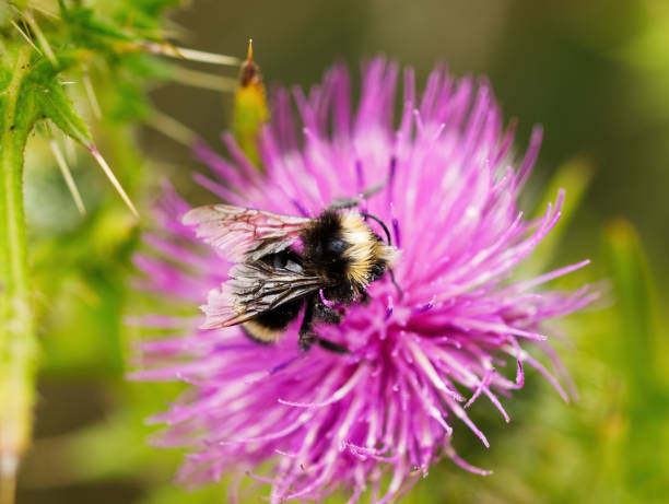 istock Closeup Black And Yellow Bee On Purple Flower 1471030320