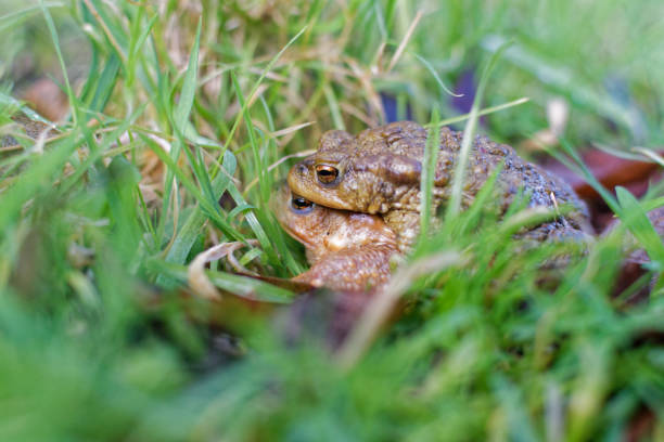 istock mating of common frogs 1471031988