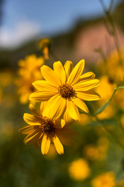 istock A group of yellow daisies. Dimorphotheca sinuata 1471034290