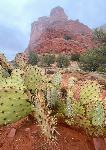 Courthouse Butte photographed from the Red Rock Trail during a winter morning rainy day in Sedona, Arizona