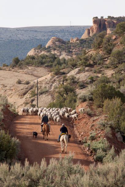 Sheep ranching horseback riders herd flock through Dinosaur National Monument Utah stock photo