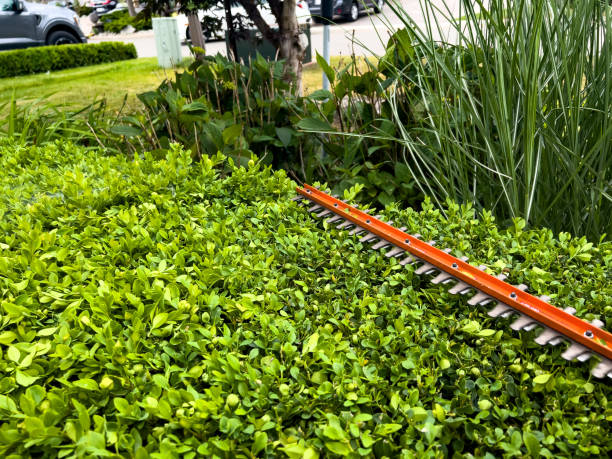 istock Landscaper is trimming hedge with power saw 1471036731