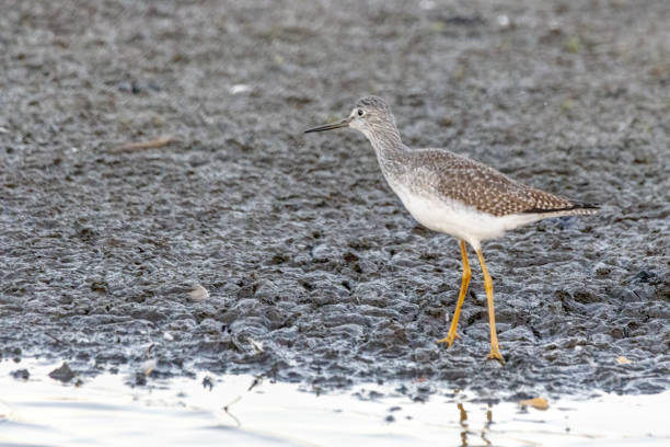 istock Lesser Yellowlegs with reflections in the still water 1471038722
