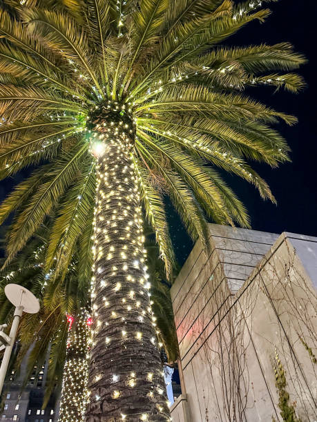 istock Amazing California palm tree wrapped in white lights 1471039690