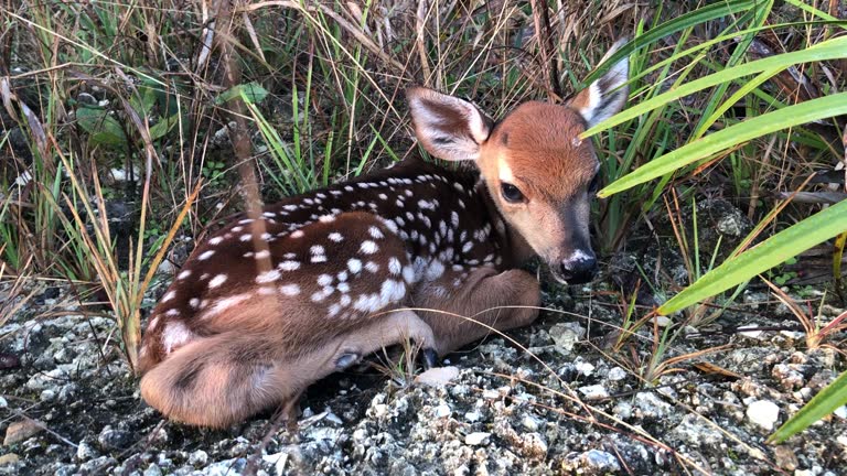 Newborn mottled whitetail deer fawn trying to blend into pine forest vegetation, waiting for mom