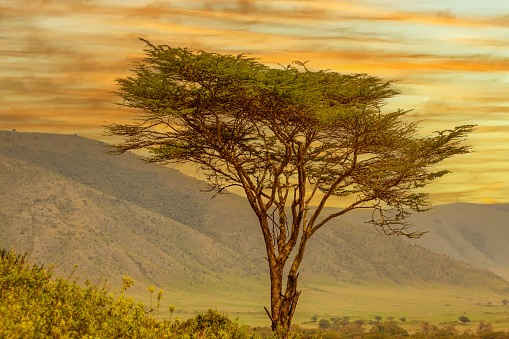 beautiful African landscape at sunrise with trees and mountains in national park Ngorongoro