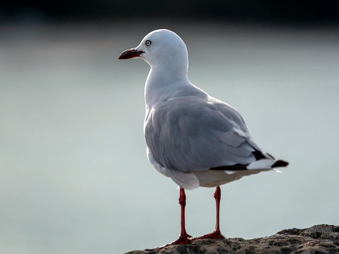 a young seagull stands on the railing in the harbor of a big city, outside