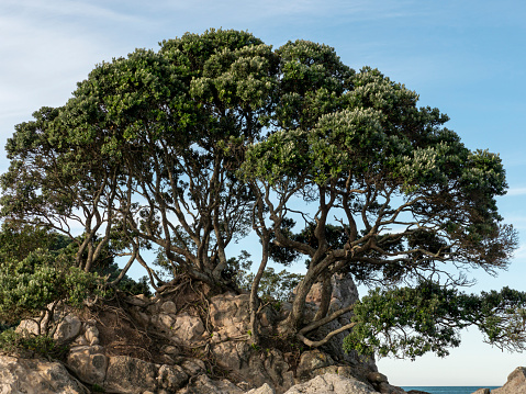 Pohutukawa Tree on rocks