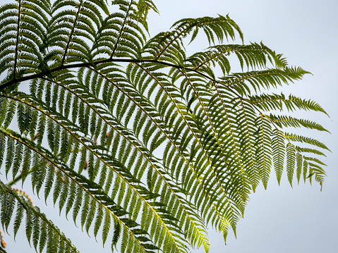New Zealand fern leaves close up
