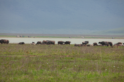 African landscape with a large herd of buffaloes on the horizon near a blue lake