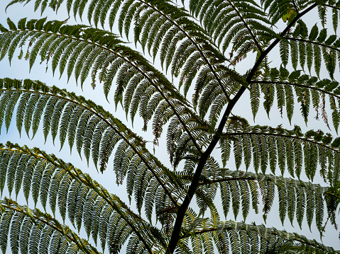 New Zealand fern leaves close up