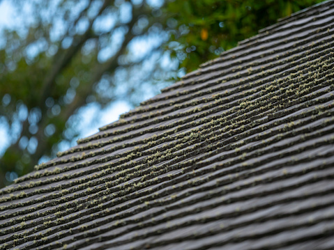 Mossy abandoned house rooftop